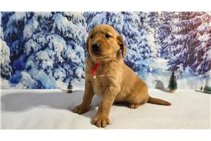 Francisco - Golden Retriever for sale
