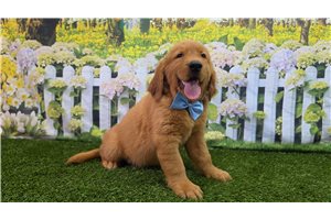 Iggy - Golden Retriever for sale