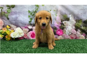 Kassie - Golden Retriever for sale
