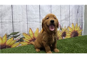 Indie - Golden Retriever for sale