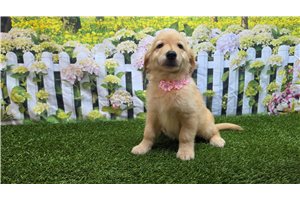 Sophie - Golden Retriever for sale