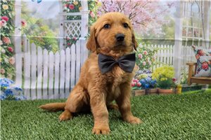 Noah - Golden Retriever for sale