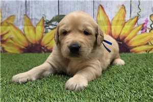 Snyder - puppy for sale