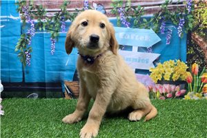 Phoebe - puppy for sale