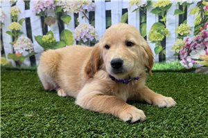 Hailey - Golden Retriever for sale