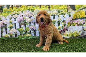 Ibeza - Golden Retriever for sale