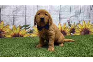 Iggy - Golden Retriever for sale
