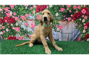 Hadley - puppy for sale