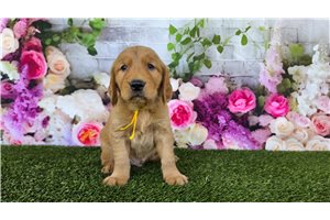 Noor - Golden Retriever for sale