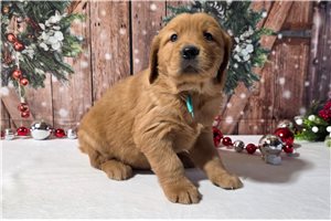 Abbot - Golden Retriever for sale