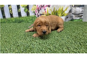Nina - Golden Retriever for sale