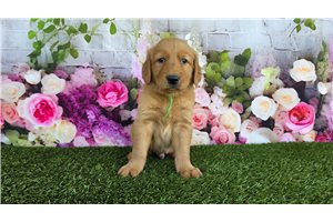 Nash - Golden Retriever for sale