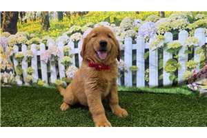 Ibby - Golden Retriever for sale