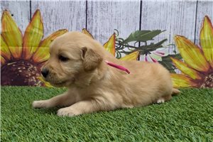 Sophie - Golden Retriever for sale