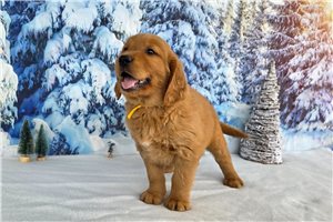 Bennett - puppy for sale