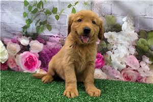 Kyler - Golden Retriever for sale