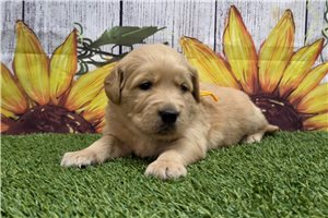Soot - Golden Retriever for sale
