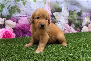 Calista - puppy for sale