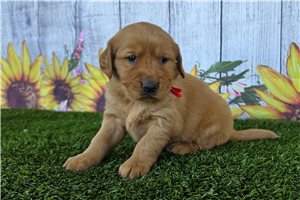 Naomi - Golden Retriever for sale