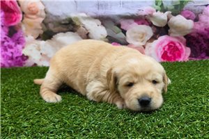 Hailey - Golden Retriever for sale