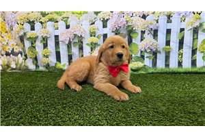Jimmy - Golden Retriever for sale