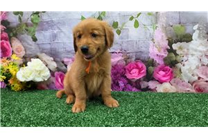 Keith - Golden Retriever for sale