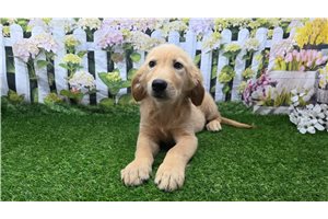 Phoebe - Golden Retriever for sale