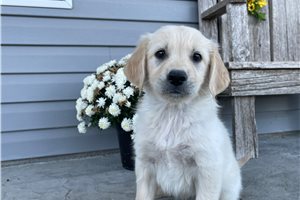 South - puppy for sale