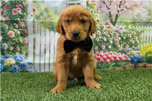 Nathan - Golden Retriever for sale