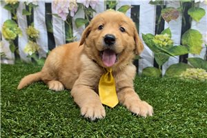 Jaxon - Golden Retriever for sale