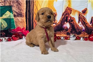 Grace - Golden Retriever for sale