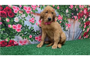 Calista - Golden Retriever for sale