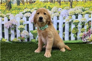 Hadley - Golden Retriever for sale