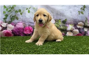 Sophie - Golden Retriever for sale