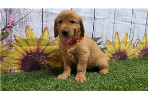 Halo - Golden Retriever for sale