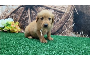 Konrad - puppy for sale