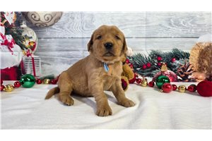 Fernando - Golden Retriever for sale