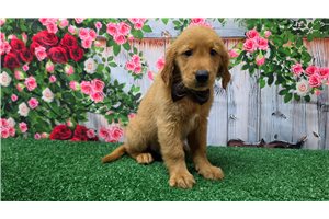 Kyler - Golden Retriever for sale