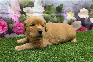 Indie - Golden Retriever for sale