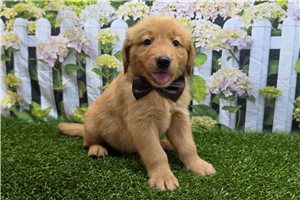 Jamison - puppy for sale