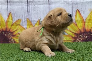 Sonya - puppy for sale