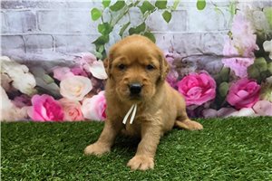 Imani - Golden Retriever for sale