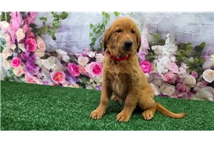 Ibby - Golden Retriever for sale