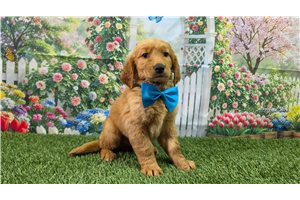 Nico - Golden Retriever for sale