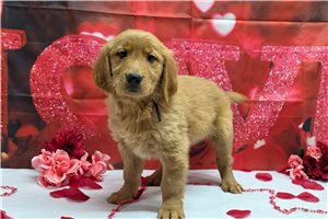 Felix - Golden Retriever for sale