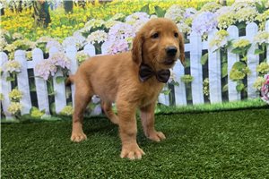 Hunter - Golden Retriever for sale