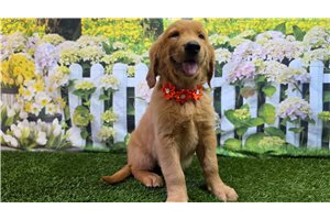 Halo - Golden Retriever for sale