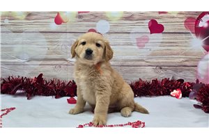 Phoenix - puppy for sale