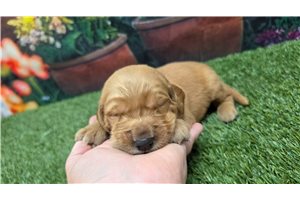 Nico - Golden Retriever for sale