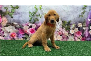 Halo - Golden Retriever for sale